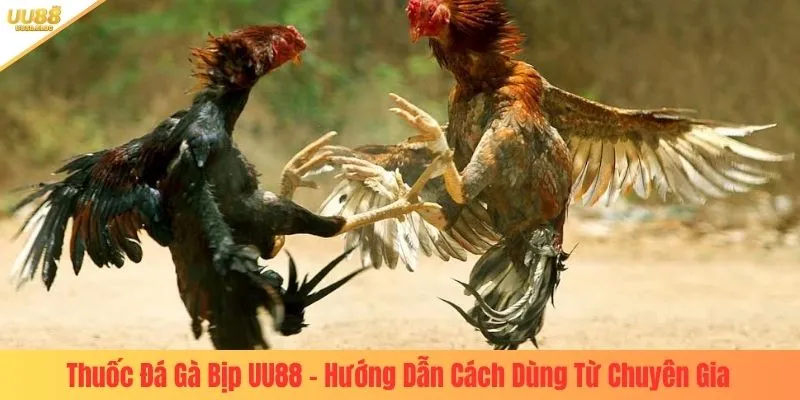 thuốc đá gà bịp uu88